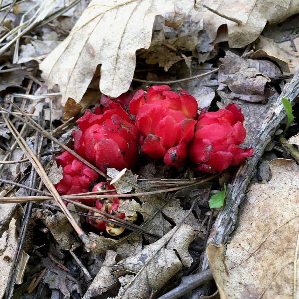 Cytinelle, plante parasite des cistes, printemps 2021 (Aristide)