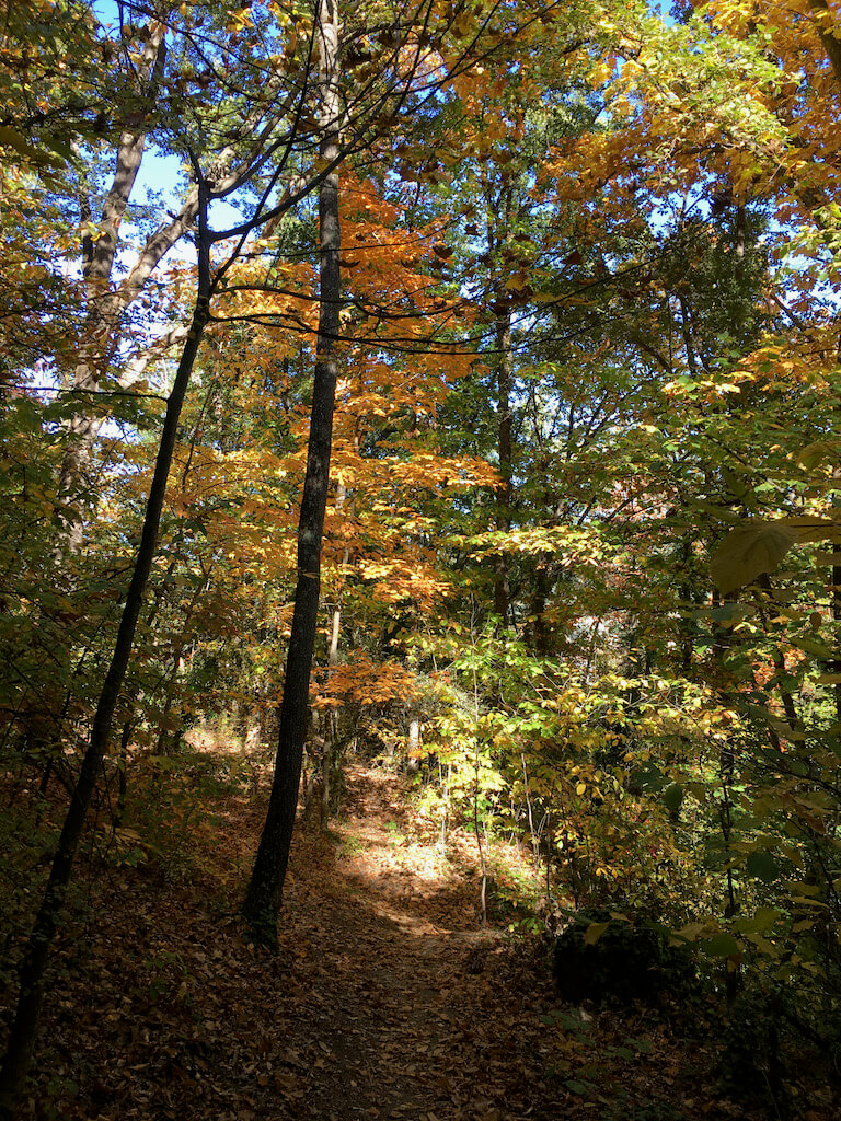 Bois de la Pena, automne 2021 (Yifei)