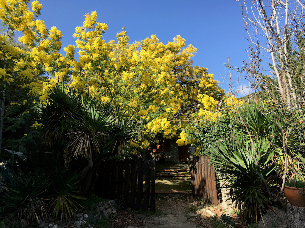 Mimosa en fleurs, printemps 2022 (Sylviane)
