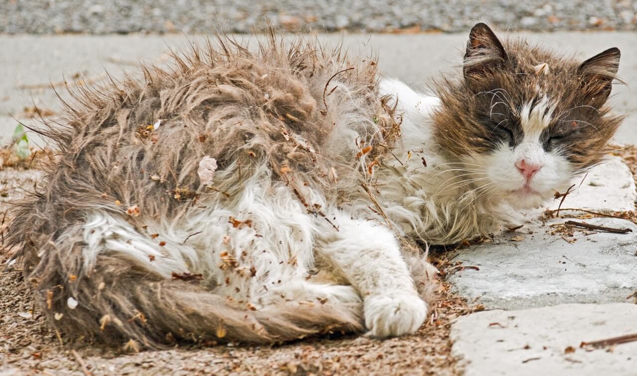 Poor Cat, printemps 2023 (Fiona)