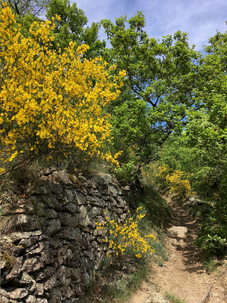 Genêts en fleurs, printemps 2021 (Aristide)