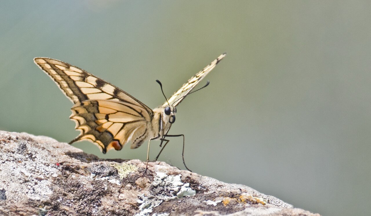 Papillon, printemps 2023 (Fiona)