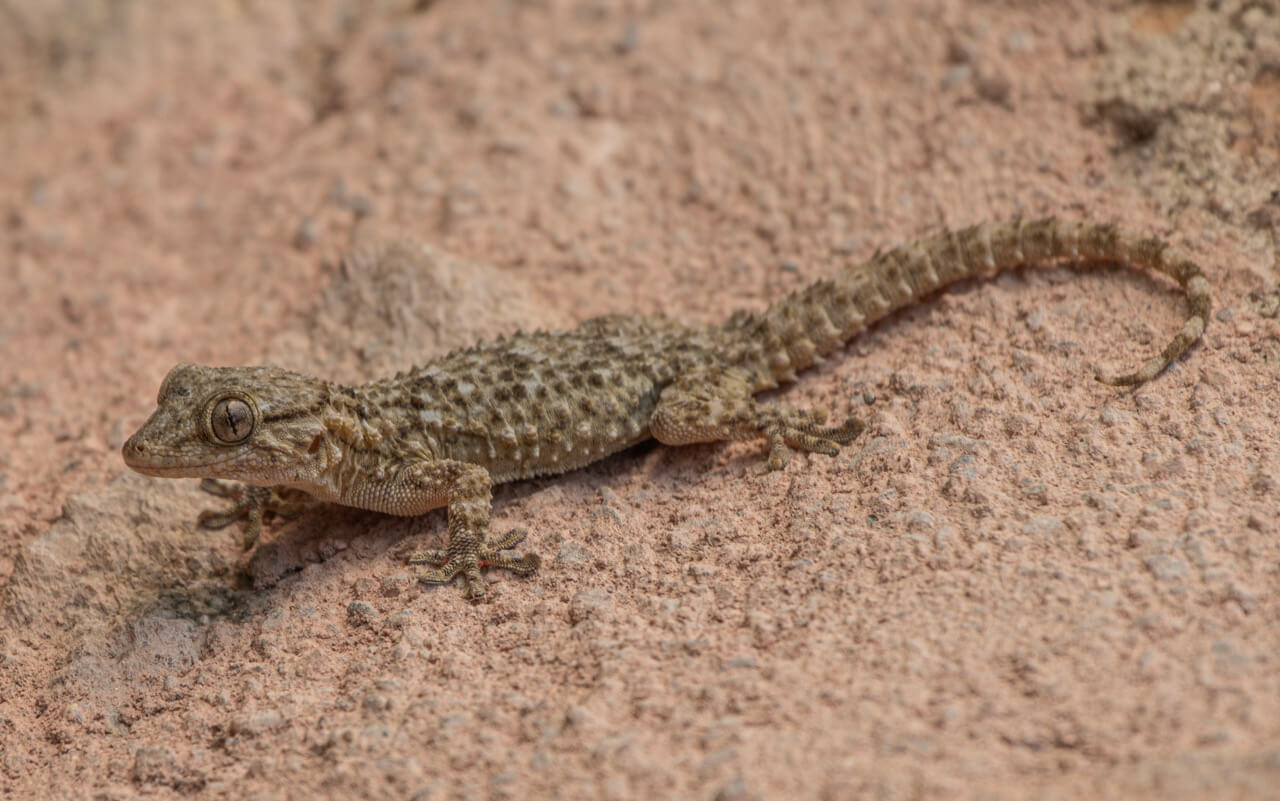 Gecko, printemps 2024 (Fiona)