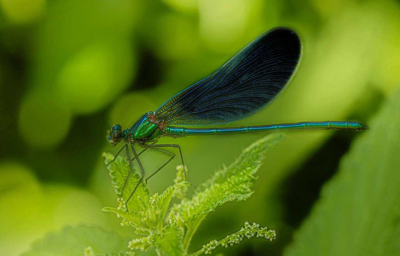 Libellule, printemps 2024 (Fiona)