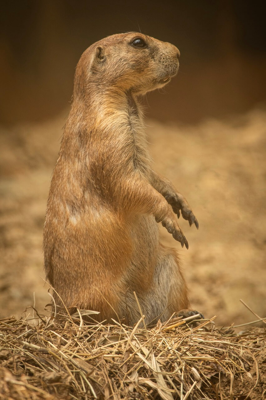 Pensionnaire du parc animalier de Casteil, printemps 2024 (Fiona)